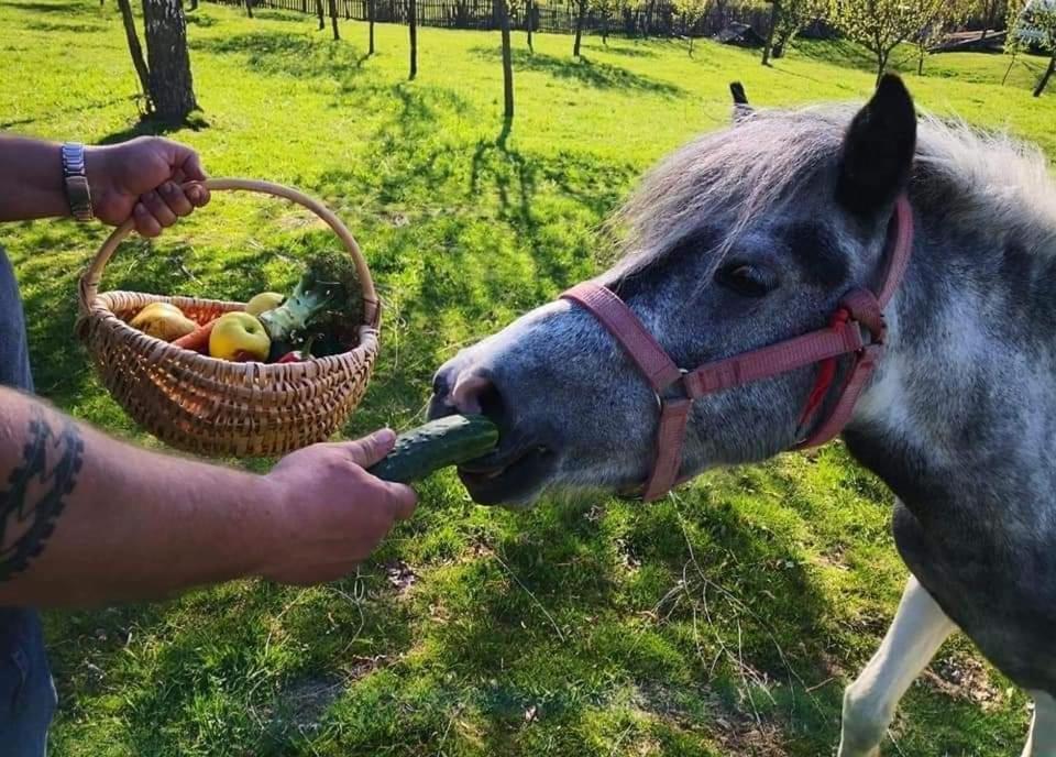 Pensiunea Gradina Ascunsa Bughea de Jos Kültér fotó